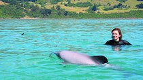 Akaroa Swim with Dolphins Tour from Christchurch