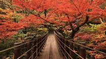 Autumn Leaves Day Trip to Fukuroda Falls and Hananuki Valley