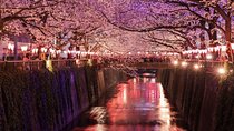 Evening Hanami (Cherry Blossom) Experience with a Local