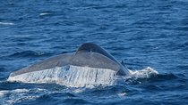 Whale Watching Day Trip to Mirissa From Colombo Or Negombo