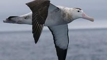 Kaikoura Albatross Encounter Tour from Christchurch