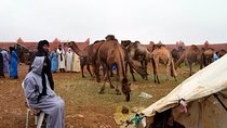 Saturday weekly Camel Market