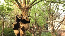 Private Tour of Chengdu Panda Center and Leshan Giant Buddha