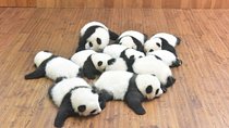 Private One Day Chengdu Panda Tour and Chengdu City visiting