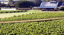 Hunter Valley Private Wine Tasting Tour from Sydney