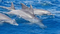 Private Port Stephens Day Trip from Sydney incl Dolphin Cruise