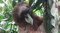 Sloths, Monkeys and Waterfall Experience