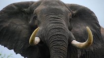Elephant Sanctuary Tour from Johannesburg