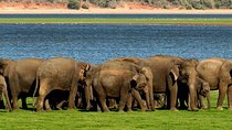 Minneriya Elephant Safari wth Sigiriya Lion Rock from Colombo