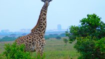 Nairobi National Park Safari Tour.
