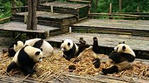All Inclusive Boutique Tour of Chengdu Highlights