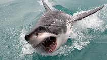 Cape town Hermanus Shark Cage Diving Tour With Transport 