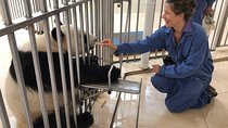 All-Inclusive Private Day Tour of Panda Volunteer Experience in Chengdu