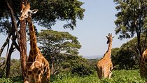 Day Tour Nairobi Museum, Giraffe Centre & Nairobi National Park 
