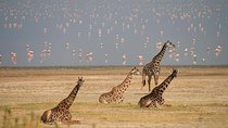 Lake Manyara Guided Day Tour from Arusha
