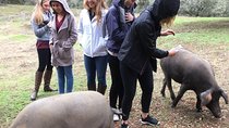 From Seville: Pig Farm private day tour and old villages visit