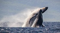 Whale Watching Cruise with Open Bar from Ka'anapali Beach