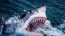  3-Days Attraction: Shark Cage Diving &Wine Tasting & Cape Peninsula