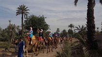 30 minutes Camel Tour