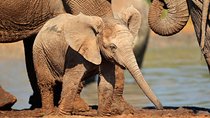 Addo Elephant Park All-Inclusive Day Safari from Port Elizabeth