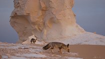 Black and White Desert and Bahariya Oasis Tour 2 Days 1 Night