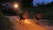 Night Game Drive and Bush Dinner from Victoria Falls