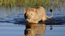 Private Game Drive and Chobe River Cruise