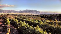Wine Tasting - Tour and Tasting in Vesuvius Winemaker