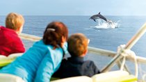 Sunrise Boat Trip in Mallorca with Dolphin-Watching