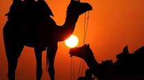 Best Sunset Camel Ride with tea break in the Palm Grove of Marrakech