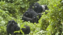 3 days Gorilla Trekking in Bwindi Inpenetrable national Park
