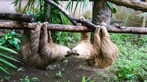Sloths & Limón Highlights: Wildlife & Culture Tour