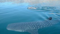 Private Tour Swimming With Whale Shark From Tulum