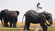 Chobe National Park 4X4 Day Safari and River Cruise