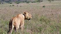 Airport Layover tour to Nairobi National Park