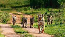 Ranthambhore Tour With One Ride Of Jungle By Gypsy