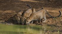 All Inclusive Private Full Day Safari in Yala National Park with Lunch