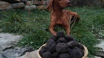 Truffle Hunting & Tasting in Transylvania