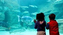 Cape Town Full Day Family Fun With Kids Private Tour
