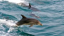 Dolphin Watching & Sandboarding | Port Stephens Tour from Sydney