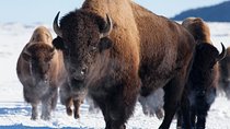 Best of Jackson Hole Wildlife Private Safari Tour