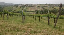 Full-Day Wine Tasting Tour in the Province of Avellino