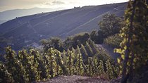 Rhône Valley Wine Tasting Private Day Tour from Lyon