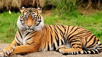 1 Day: Ranthambore Safari From Jaipur With Transfer To Agra 