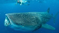 Whale Sharks Small-Group Tour in Cancun and Riviera Maya
