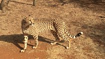 Ann Van Dyk Cheetah Centre Half-Day Tour from Johannesburg