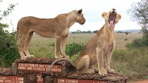 Nairobi National Park Tour