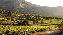 Small-Group Maipo Vineyards Full-Day Experience with Optional Lunch