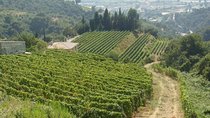 Provence Sea & Countryside Full-Day Private Tour