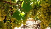 Private Israeli Wines Tour of the Central Israel
